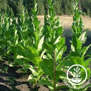 connecticut-49-tobacco-seed