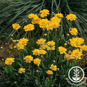 coreopsis-early-sunrise-flower-seeds