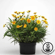 coreopsis-sunfire-flower-seeds