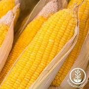 Corn (su) - Early Sunglow Hybrid treated Garden Seed