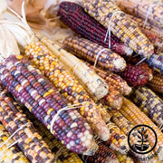 corn-ornamental-carousel