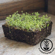 corn-salad-seeds-french-microgreens