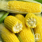 corn-seeds-golden-bantam-8