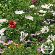 cosmos-seeds-dwarf-sensation-mix-organic