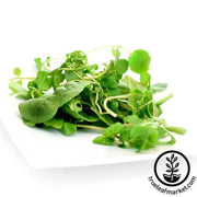 cress-upland-seeds