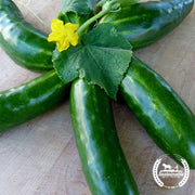 Marketmore Cucumber 76 Organic 