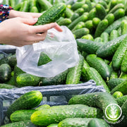 Cucumber 76 marketmore 