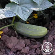 cucumber-pickling-wisconsin-smr