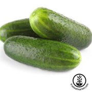cucumber-seeds-addis