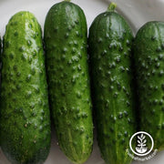 cucumber-seeds-calypso-f1