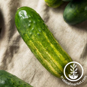 cucumber-seeds-carolina-f1