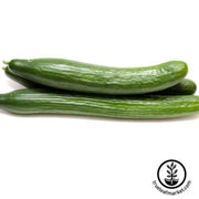 cucumber-seeds-early-spring-burpless-f1