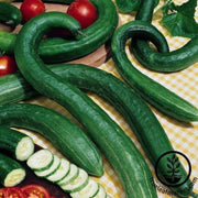 cucumber-seeds-early-spring-bush-burpless-f1