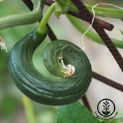 cucumber-seeds-metki-dark-green-armenian