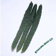 cucumber-seeds-palace-pride-hybrid