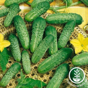 cucumber-seeds-parade
