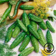 cucumber-seeds-parisian-gherkin-f1-aas