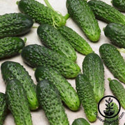 cucumber-seeds-parisian-pickle