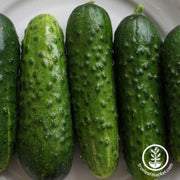 cucumber-seeds-pioneer-f1
