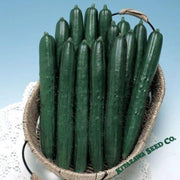 cucumber-seeds-summer-dance-hybrid