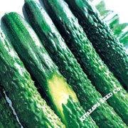 cucumber-seeds-zipangu-hybrid