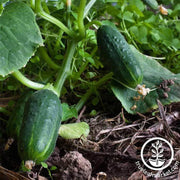 cucumber-spacemaster-80
