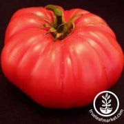 cuostralee-tomato