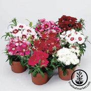 dianthus-diana-series-mix-flower-seed