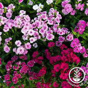 dianthus-telstar-series-mix-flower-seed