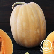 dickinson-pumpkin