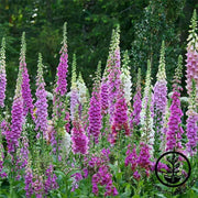 digitalis-foxglove-mixed-color-flower-seeds