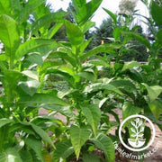 dominican-republic-tobacco