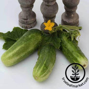 double-yield-cucumber