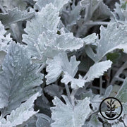 dusty-miller-new-look-flower-seeds