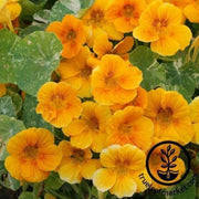 dwarf-nasturtium-alaska-gold