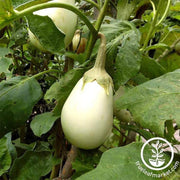 eggplant-gretel-hybrid