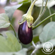 eggplant-hansel-hybrid