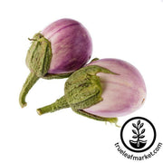 eggplant-italian-rosa-bianca-seeds