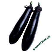 eggplant-seeds-black-shine-hybrid
