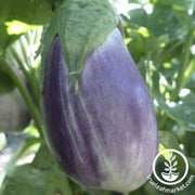 eggplant-seeds-falling-stars-f1