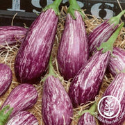 eggplant-seeds-galaxy-of-stars