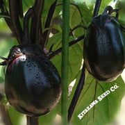 eggplant-seeds-kyoto-egg-hybrid