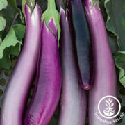 eggplant-seeds-purple-comet-f1