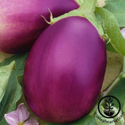 eggplant-seeds-rosalina-f1