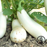 eggplant-seeds-snowy