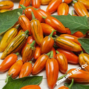 eggplant-seeds-togo