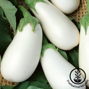 eggplant-seeds-white-star-f1
