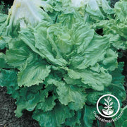 endive-broadleaf-batavian-seeds