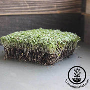 endive-green-curled-ruffec-microgreens-seeds