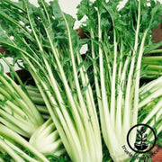 endive-seeds-catalogna-emerald